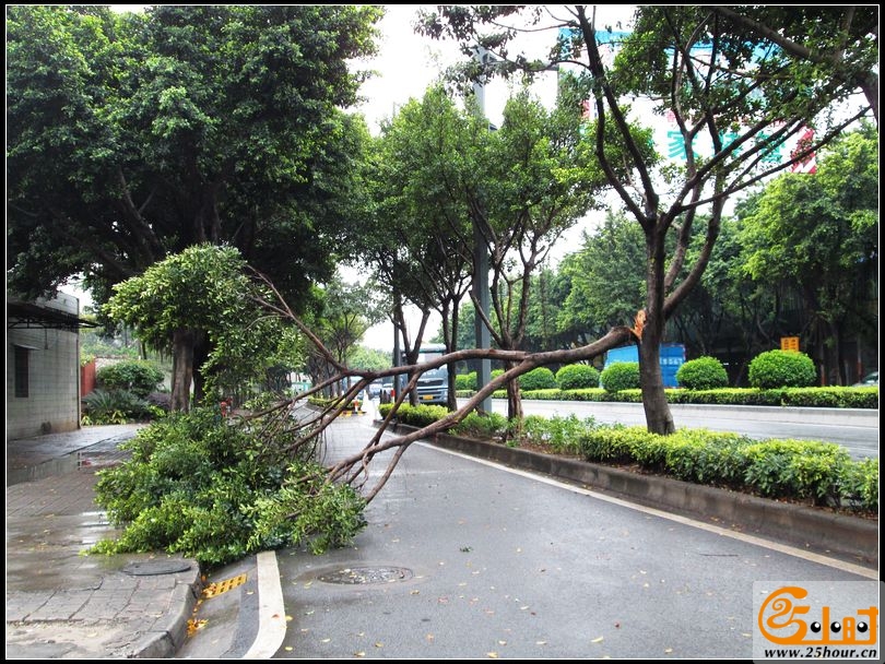 华宝南路车劈树，交通受阻00.jpg