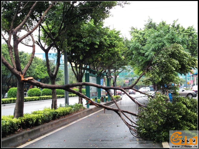 华宝南路车劈树，交通受阻01.jpg