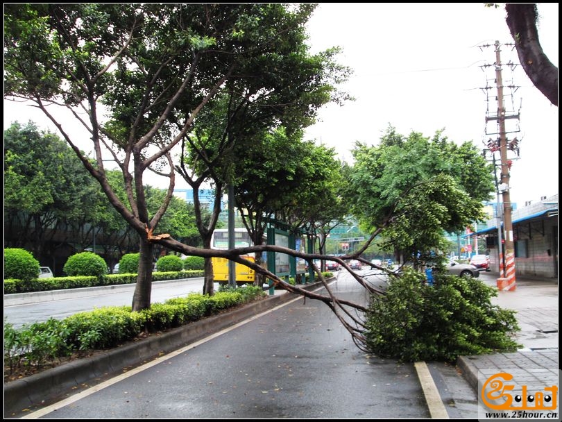 华宝南路车劈树，交通受阻03.jpg