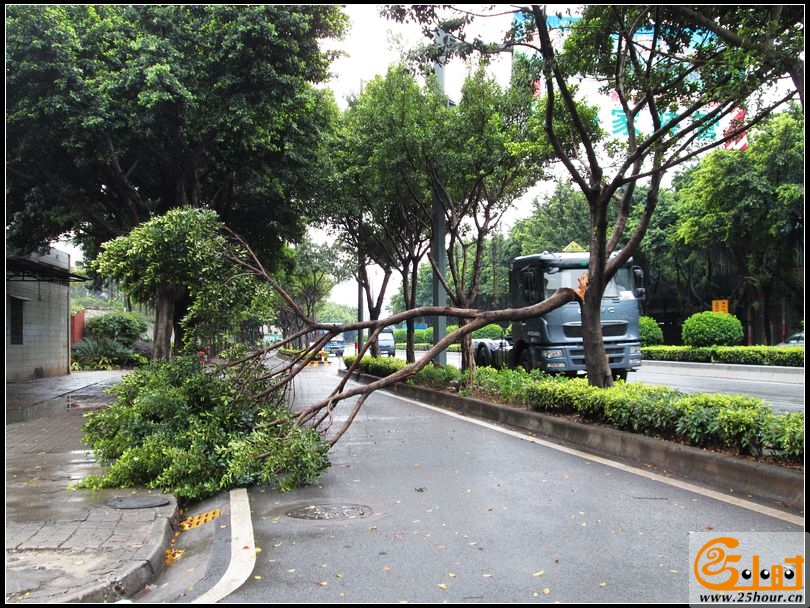 华宝南路车劈树，交通受阻04.jpg