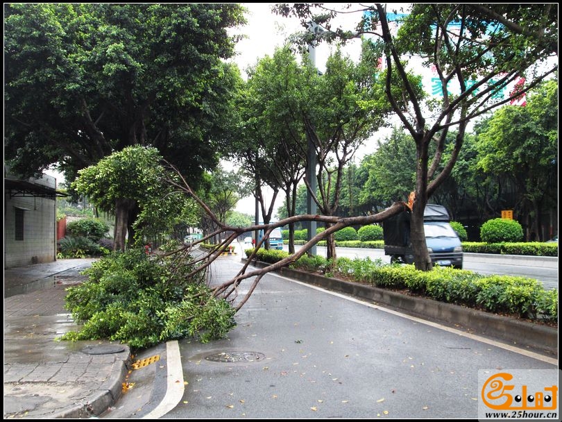 华宝南路车劈树，交通受阻05.jpg