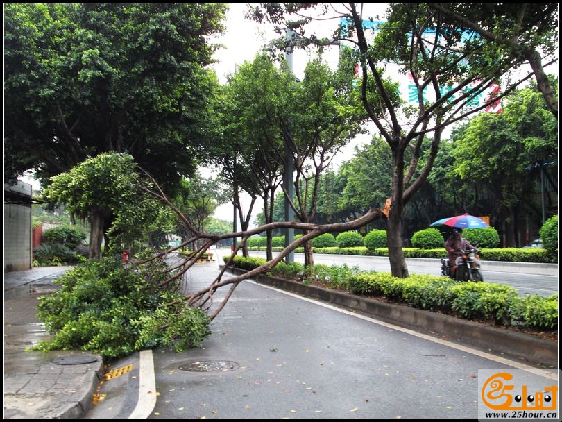 华宝南路车劈树，交通受阻07.jpg