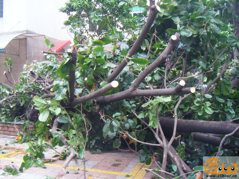 惠景城风雨过后 2.jpg