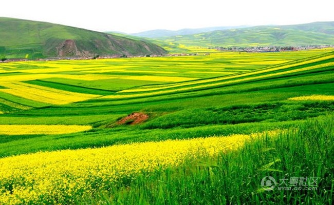 油菜花又开 广东哪里看油菜花最美