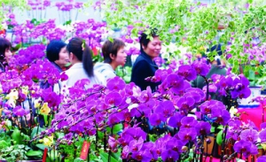 陈村花市28日开市，年桔、蝴蝶兰价格反弹