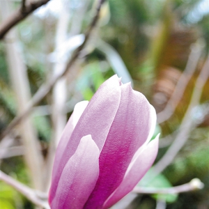 春风吹拂名花玉堂春