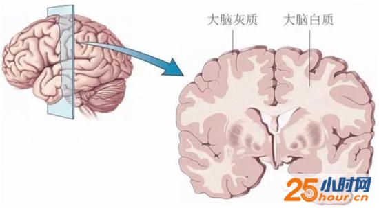 简直太惊悚 玩手机上瘾竟会导致脑萎缩? 