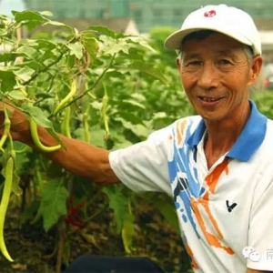 一身清淡百味香！寻觅盐步秋茄最正宗的食店，现摘现食...... ...