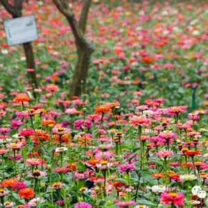 桂城这片4000㎡百日菊花海盛放！花期到11月中