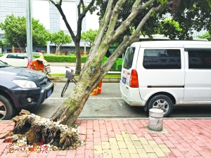 树神不爽这辆车？路边树突然倒下压住车！