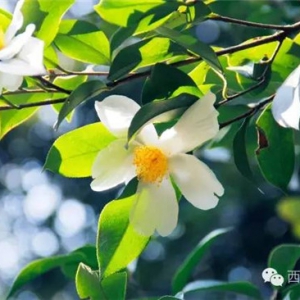 白如雪，繁如星，西樵山上200亩茶花林花香正浓