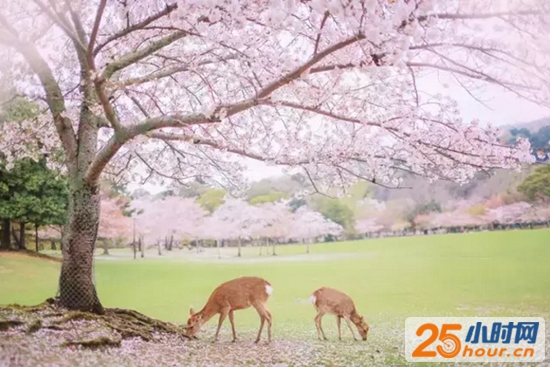 樱花