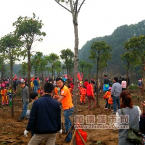 植树节“爱满小城”，北滘慈善植树忙