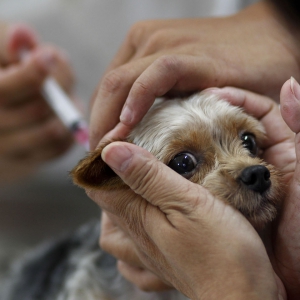 市民可带宠物免费注射狂犬病疫苗