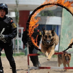 汪星人上线!小编带你探营南海警犬训练营