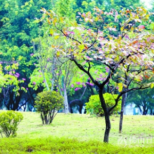 春节消费提醒：买年花、做头发、购票小心这些坑！