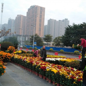 春节期间 禅城城管加大文华花市管控力度