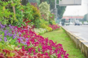 移步换景！禅城三条道路“花境”亮相