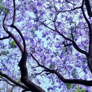 季节限定！惊艳佛山初夏的梦幻紫，你发现了吗？