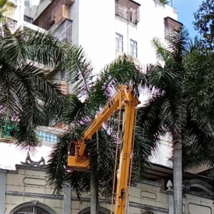 禅城城管加强修剪，消除高空植物之忧