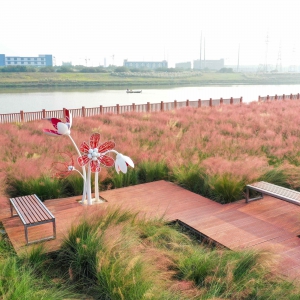 季节限定美景！“粉黛乱子草”上线，芦苞花海进入最佳观赏期 ... ...