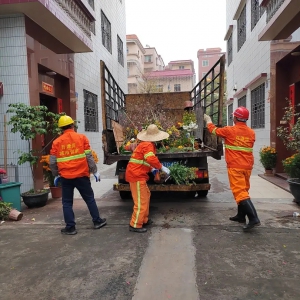 年花年桔“不下岗” ，变废为宝有妙招